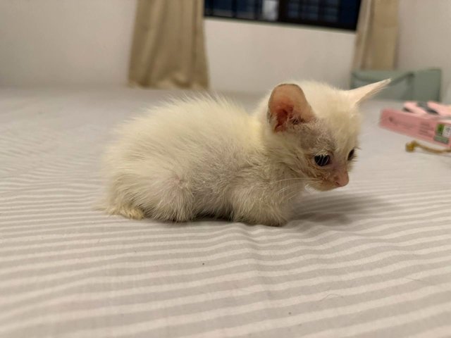 Runt of the litter, only half the size of her sisters