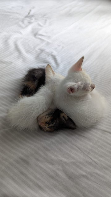 Brandy - Japanese Bobtail Cat