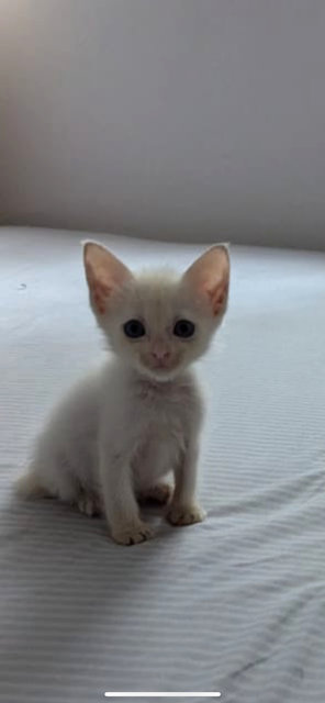 After a week, doing much better - weight increment, face boogers cleared and starting to be playful