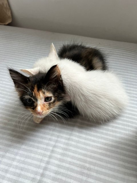 Loves to sleep on Bailey