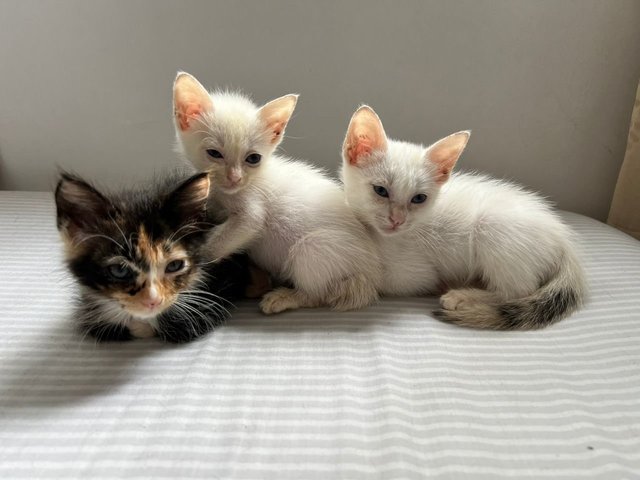 Always seeking cuddles with her sisters and humans