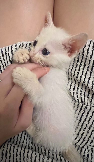 Latest pic of her. She just loves lying on you
