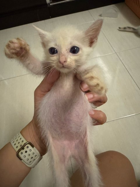 Brandy - Japanese Bobtail Cat