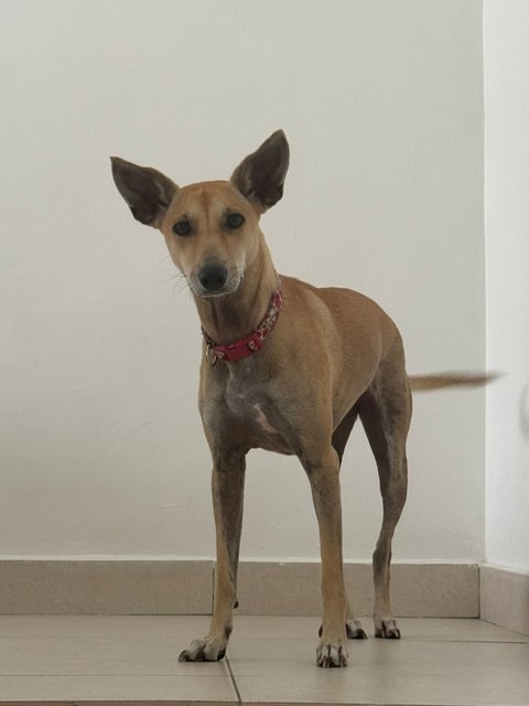 Phoebe - Mixed Breed Dog