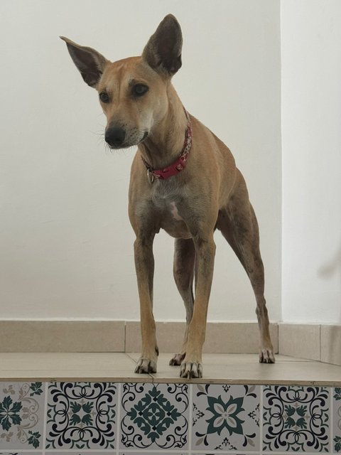 Phoebe - Mixed Breed Dog
