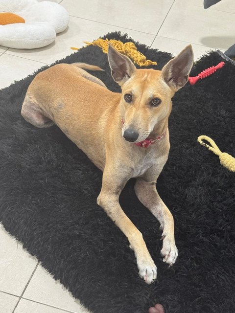 Phoebe - Mixed Breed Dog