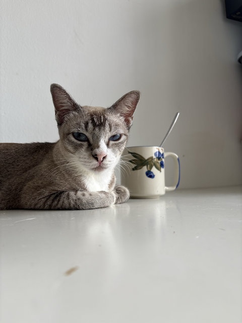 Toof-less - Domestic Short Hair Cat
