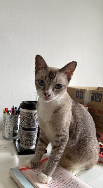 Toof-less - Domestic Short Hair Cat