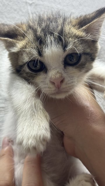 Maomao - Domestic Long Hair Cat