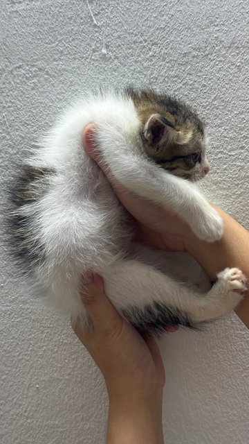 Maomao - Domestic Long Hair Cat