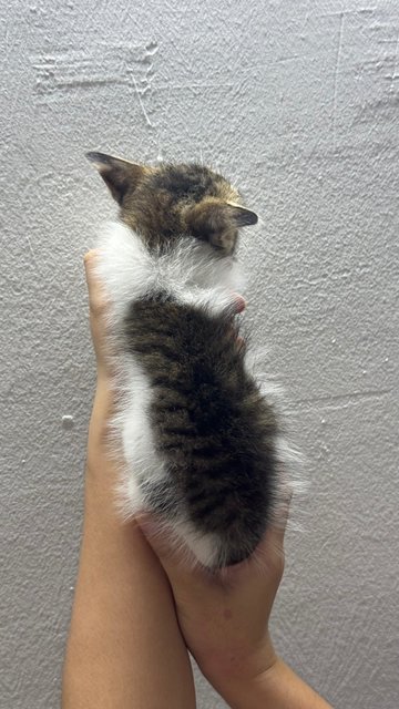Maomao - Domestic Long Hair Cat