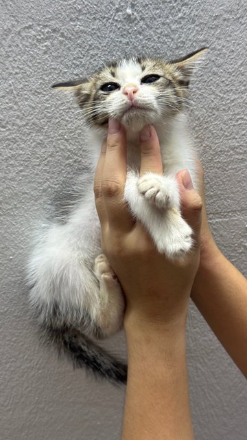 Maomao - Domestic Long Hair Cat