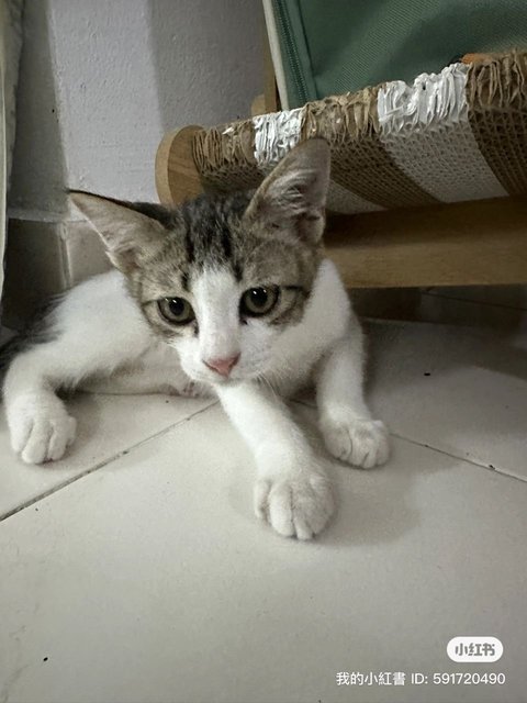 Maomao - Domestic Long Hair Cat