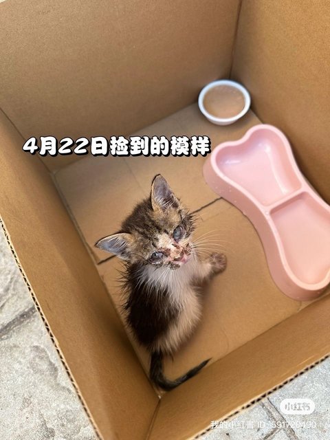 Maomao - Domestic Long Hair Cat