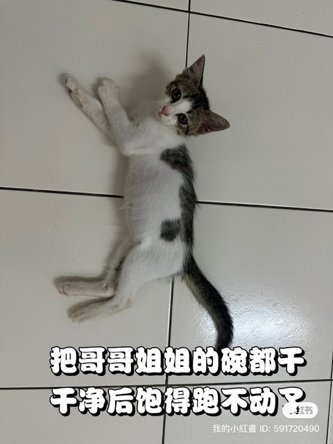 Maomao - Domestic Long Hair Cat