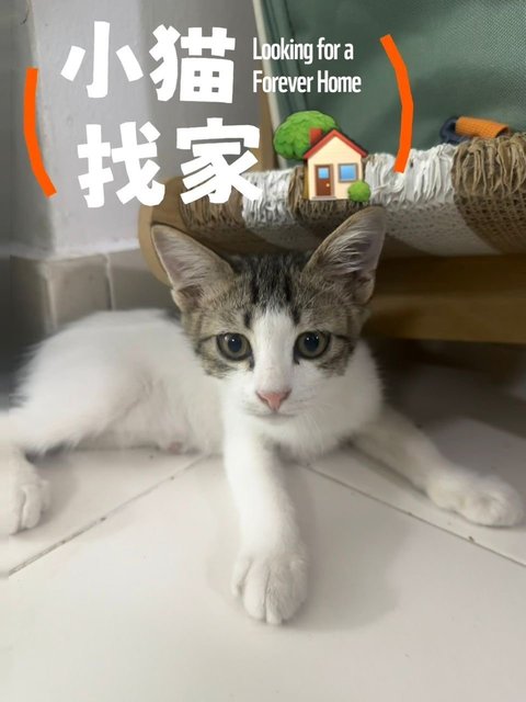 Maomao - Domestic Long Hair Cat