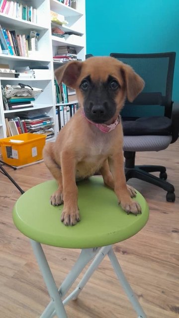 Tikki - Mixed Breed Dog