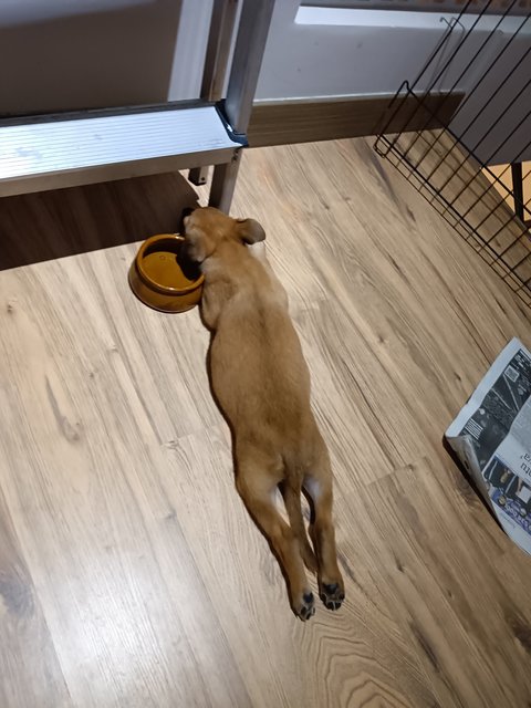 Tikki - Mixed Breed Dog