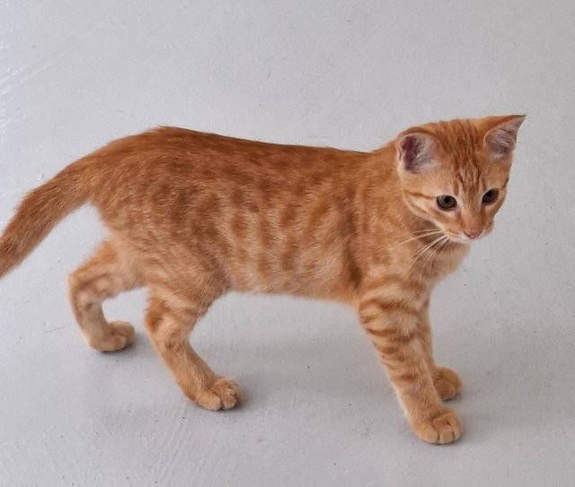 Kiera - Domestic Short Hair Cat