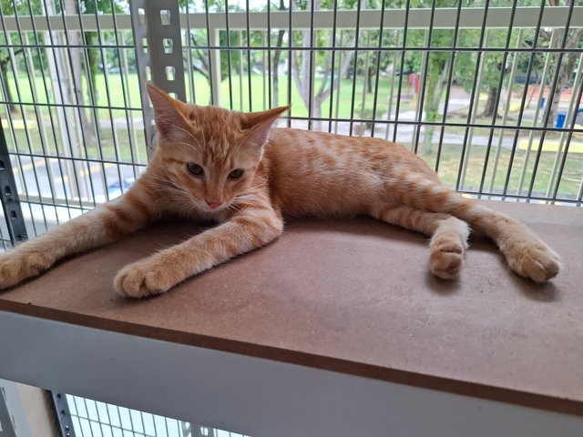 Kiera - Domestic Short Hair Cat