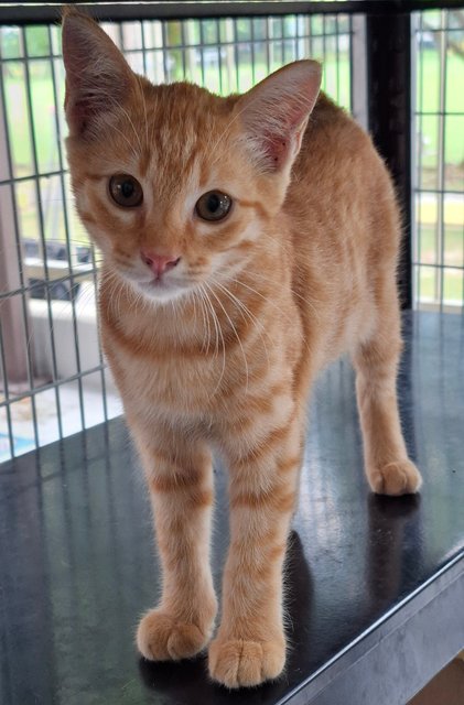 Kiera - Domestic Short Hair Cat