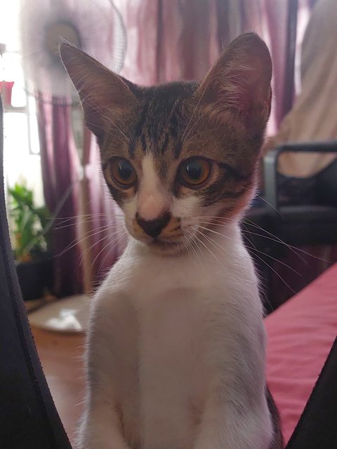 Cookie  - Domestic Short Hair Cat