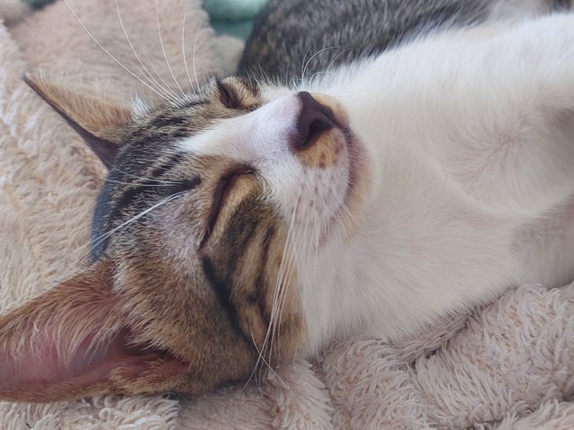 Cookie  - Domestic Short Hair Cat