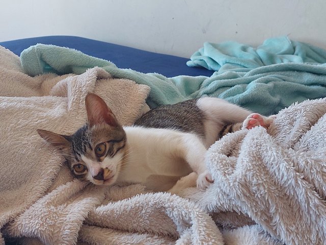 Cookie  - Domestic Short Hair Cat