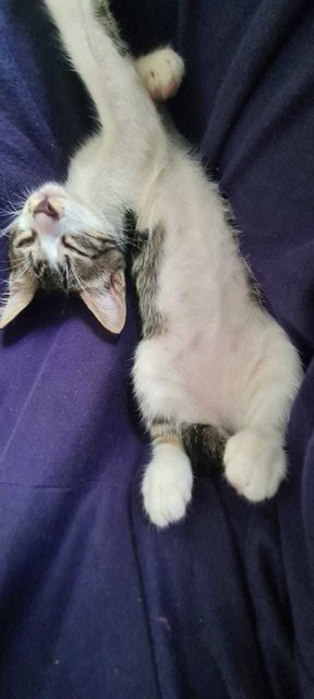 Cookie  - Domestic Short Hair Cat