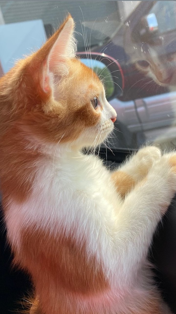F.oyen 💕 - Domestic Medium Hair Cat