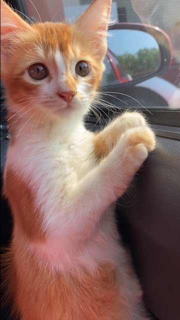 F.oyen 💕 - Domestic Medium Hair Cat