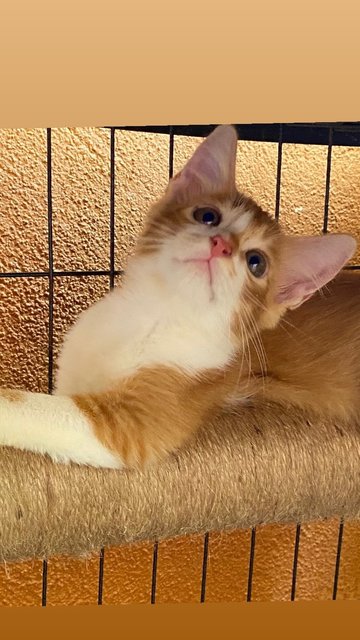 F.oyen 💕 - Domestic Medium Hair Cat