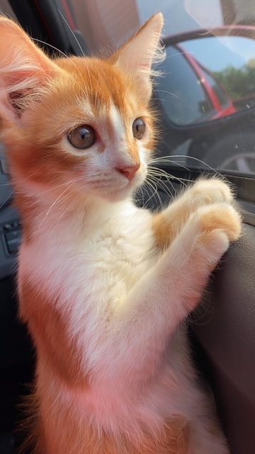 F.oyen 💕 - Domestic Medium Hair Cat