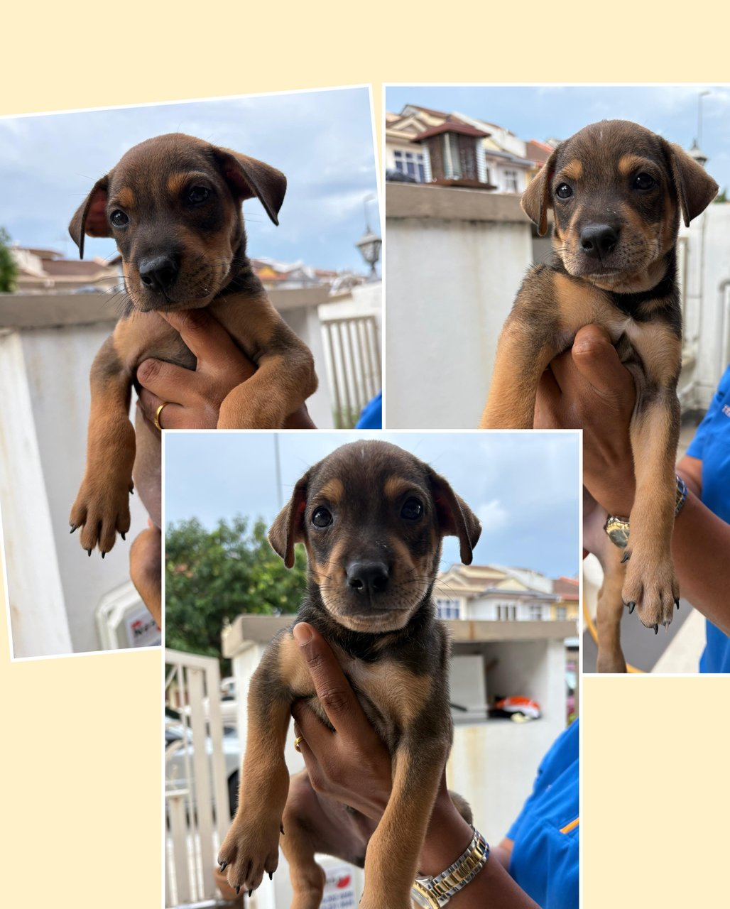 Rex, Rocky &amp; Ricky - Mixed Breed Dog