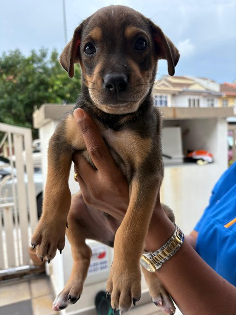 Rex, Rocky &amp; Ricky - Mixed Breed Dog