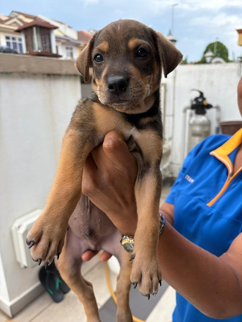 Rex, Rocky &amp; Ricky - Mixed Breed Dog