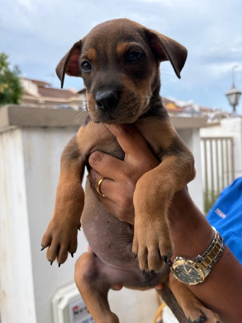 Rex, Rocky &amp; Ricky - Mixed Breed Dog