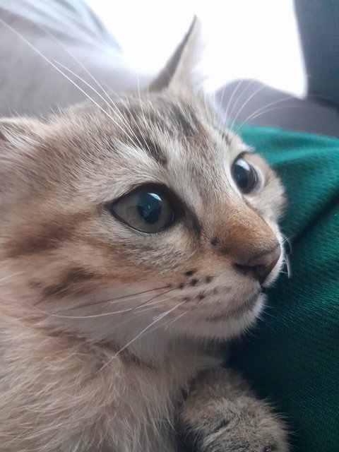Caramel - Domestic Medium Hair + Domestic Short Hair Cat