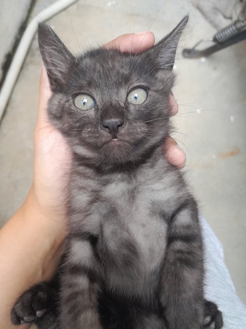 Toothless - Domestic Medium Hair + Domestic Short Hair Cat