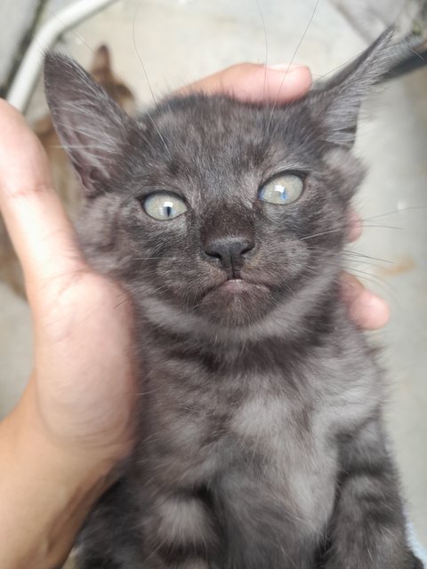 Toothless - Domestic Medium Hair + Domestic Short Hair Cat