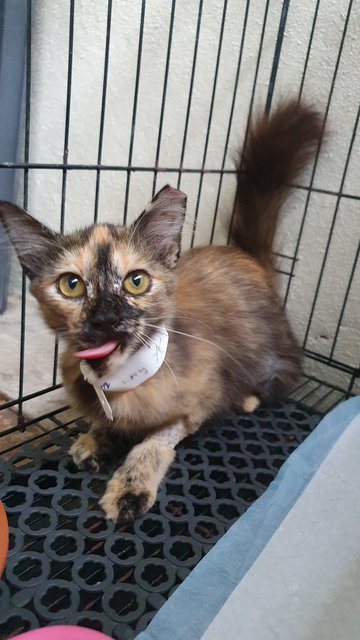 Callie - Domestic Medium Hair Cat