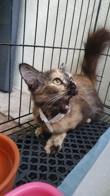 Callie - Domestic Medium Hair Cat