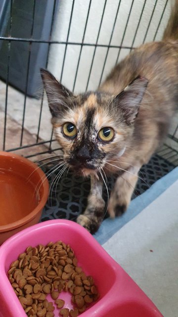 Callie - Domestic Medium Hair Cat