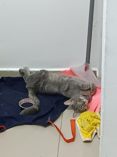 Yiyi - Russian Blue + Domestic Medium Hair Cat