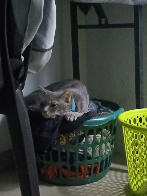 Yiyi - Russian Blue + Domestic Medium Hair Cat