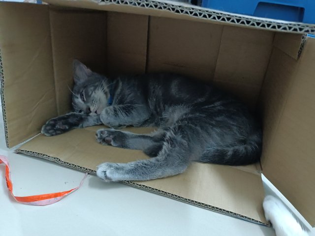 Yiyi - Russian Blue + Domestic Medium Hair Cat