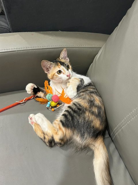 花花 - Domestic Medium Hair Cat