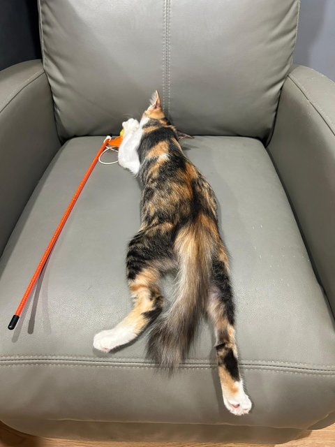 花花 - Domestic Medium Hair Cat