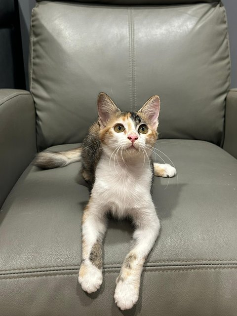 花花 - Domestic Medium Hair Cat