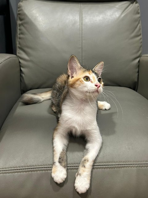 花花 - Domestic Medium Hair Cat